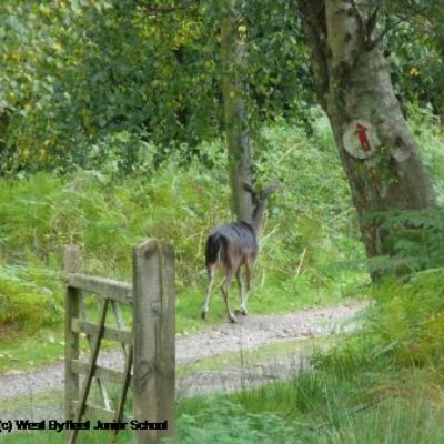 Deer at Hindleap