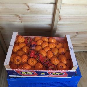 Satsumas