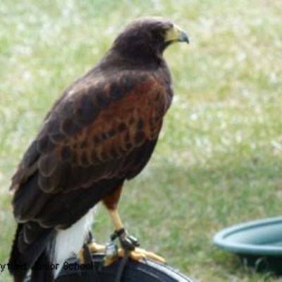 Henfolds Bird Display 2012