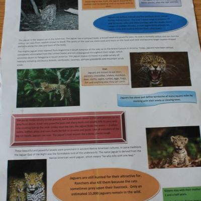 Year 5 Rainforests Project