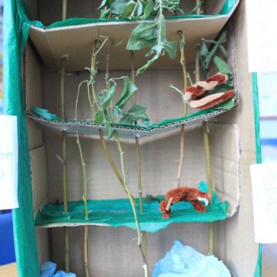 Year 5 Rainforests Project