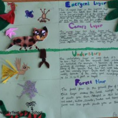 Year 5 Rainforests Project