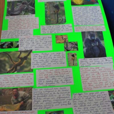 Year 5 Rainforest Projects